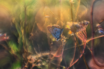 About a butterfly / ***