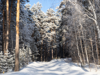 Enchanted forest / ***