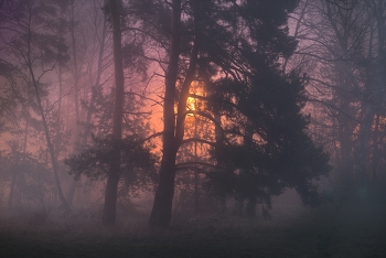 night fog / ***