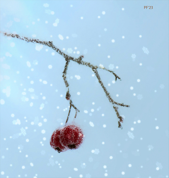 Happy New Year! / ***