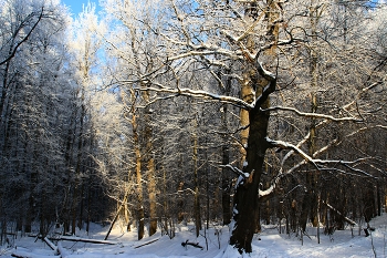 Winter / ***