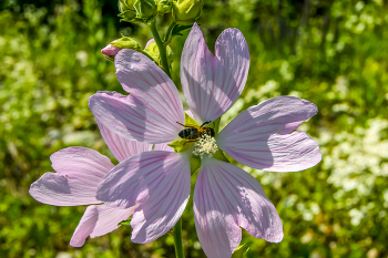 Mallow / ***