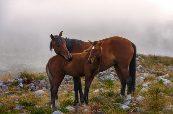 Tenderness of Nature / ***