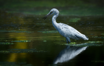 Little-Blue-Heron-(immature) / Little-Blue-Heron-(immature)