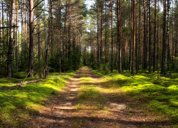 In einem sonnigen Wald / ***