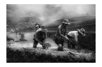 &nbsp; / &quot;Rice&amp;Icon of Vietnam&quot; B&amp;W art photo project