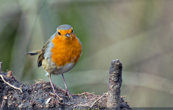 Rotkehlchen / The robin is a soft-billed feeder. They like to pick out very small pieces of nuts or oatmeal tossed in oil or even finer seeds.
The robin belongs to the thrushes and, at about 14 cm and 22 g, is about the size of a sparrow. It is found throughout Europe (except on Iceland), as well as in Asia and Africa.