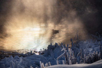 Winter / ***