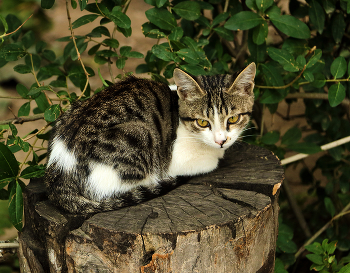 sad kitten / ***
