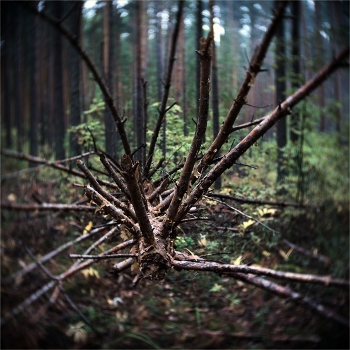 Forest / ***
