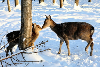 Tenderness of Nature / ***