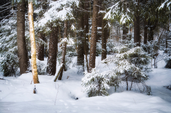in the winter forest / ***