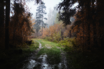 in the autumn forest / ***