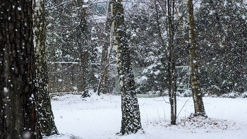 Winter / ***