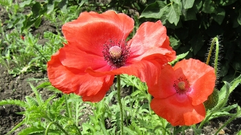 Mohn / ***