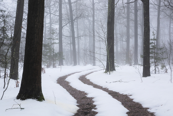 forest road / ***