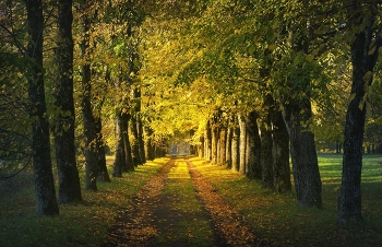 Autumn / ***