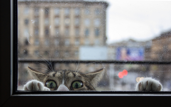Cat on the balcony / Canon 550D