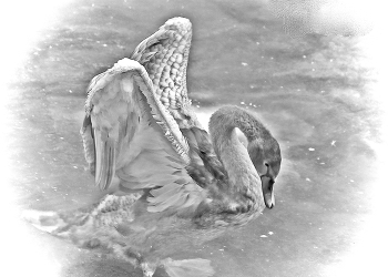 Schwanenprinzessin / ***