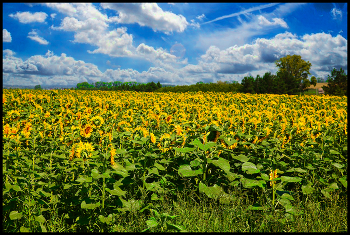Sonnenblumen / ***