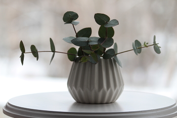 eucalyptus / ***