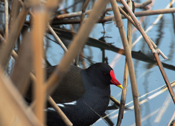 Water hen / ***
