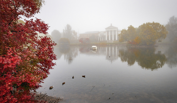 Pond / ***