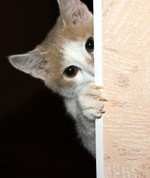 Blick / &quot; &quot; &quot;
