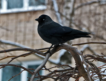 Hoch sitzen, schauen weg ... / ***