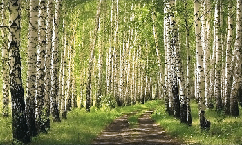 May the forest / ***