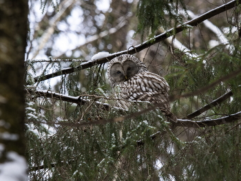 an owl / ***