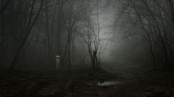 The road in the woods / ***
