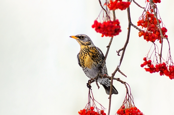 Thrush Fieldfare / https://www.youtube.com/watch?v=hwsufz9C4A8&list=RDJ2aqvKY6zLc&index=12