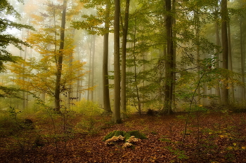 Honig Pilze / ***