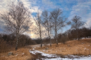 Birches / ***