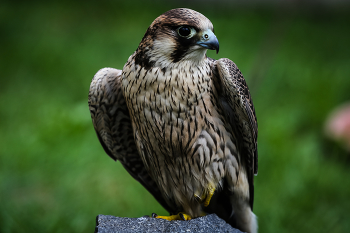 Falke / aufgenommen im Vogelpark