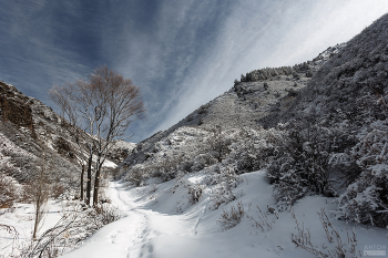 Der Frühling kommt / ***