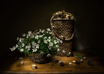 Der Frühling kommt ... / ***