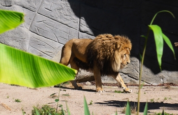 Löwe / ***
