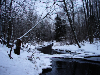 in the woods / ***