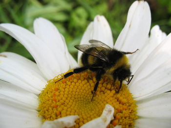 Furry bumblebee / ***