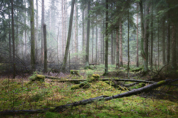 in the autumn forest / ***