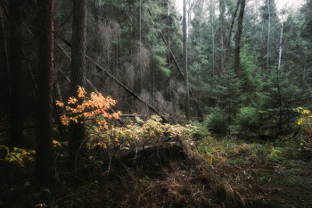 in the autumn forest / ***