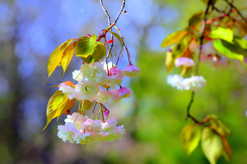 Spring / ...
