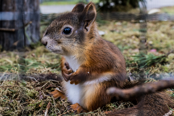 Ich sitze hinter Gittern ... / ***