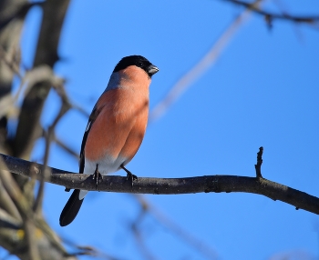 Bullfinch / ***