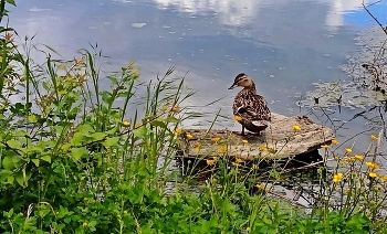 On the pond / ***