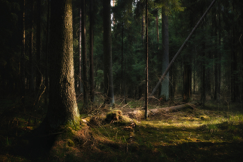 In the April woods / ***