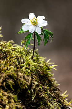 Der Frühling kommt / ***