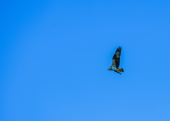 Bird With Dinner / Hawk fleeing with a fresh catch